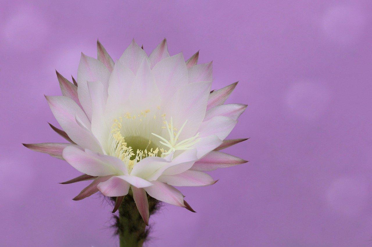 2. 独特户型亮点