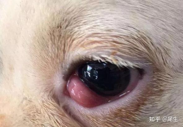 求助我家狗狗眼睛是第三眼睑增生的樱桃眼吗是什么问题啊