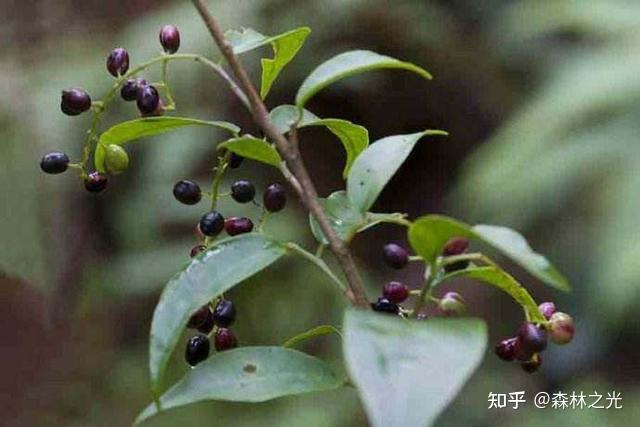 乌饭树：蓝莓的远亲 - 知乎