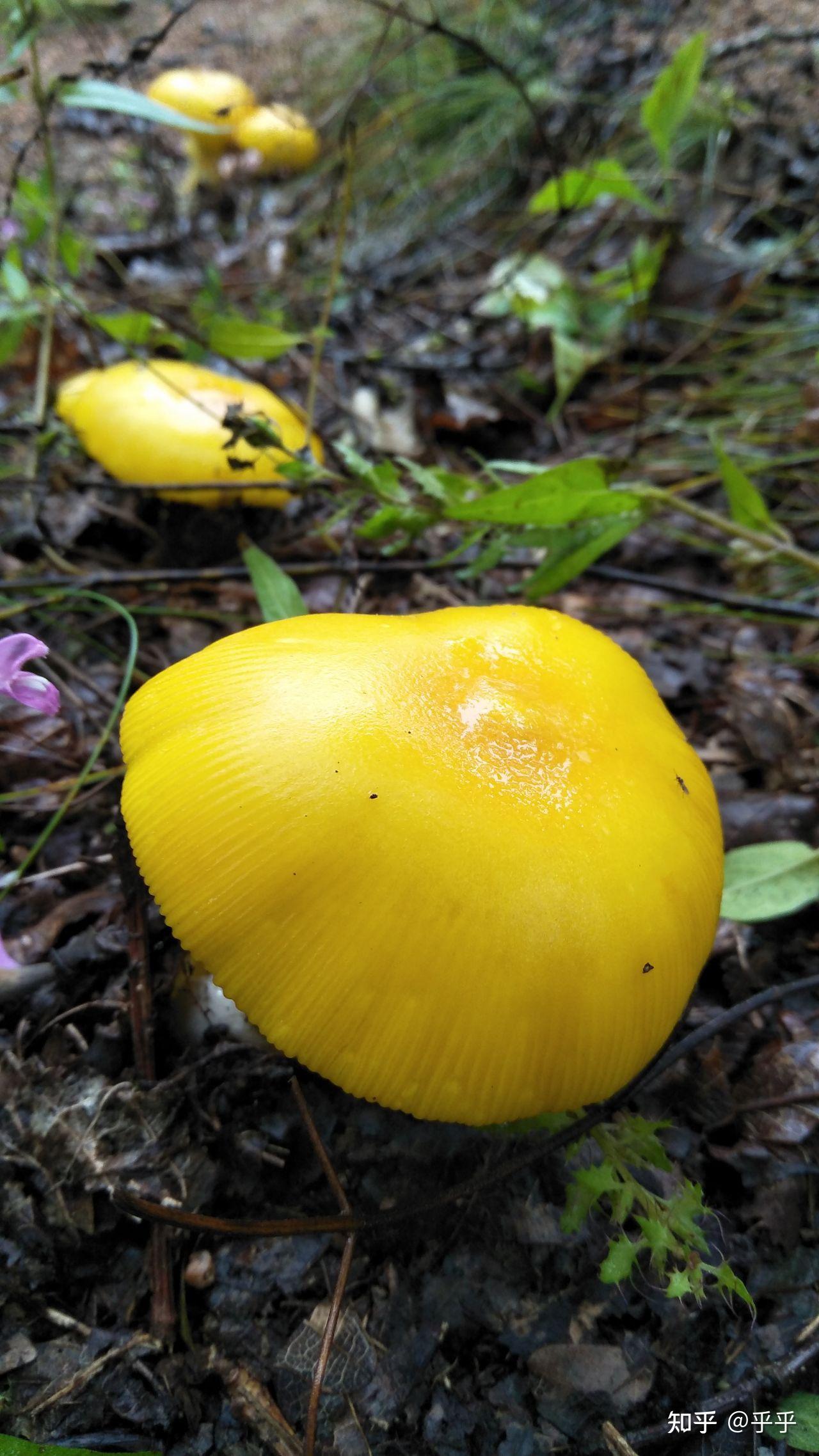 黑龙江蘑菇种类图片图片