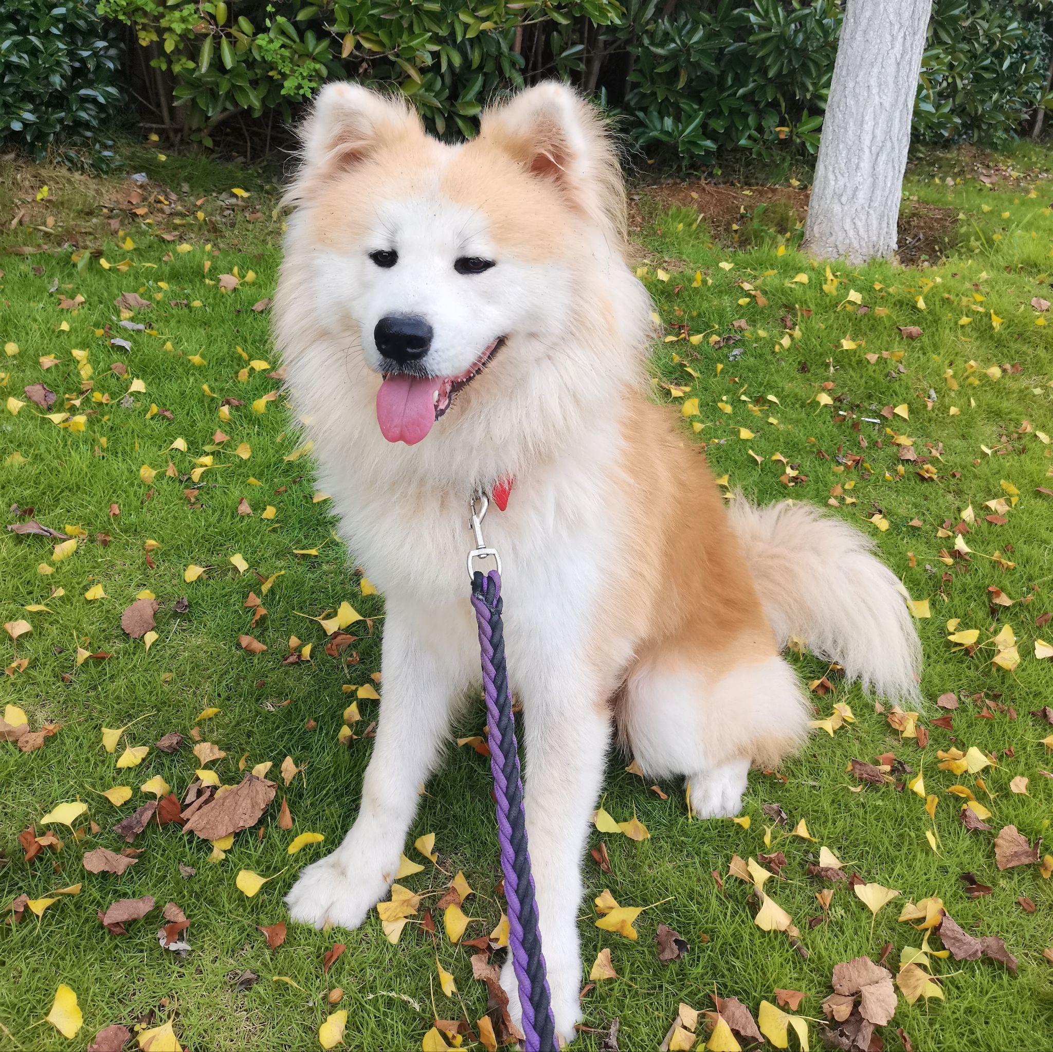 狗为什么不怕人