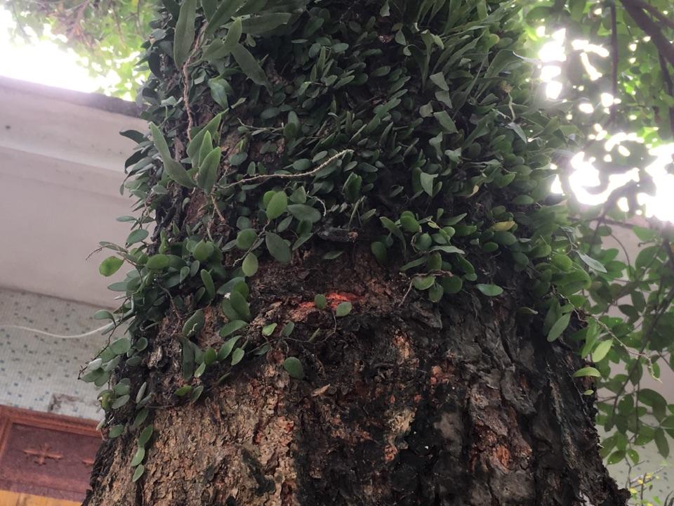 菠萝蜜树干上寄生植物对树来说是好是坏