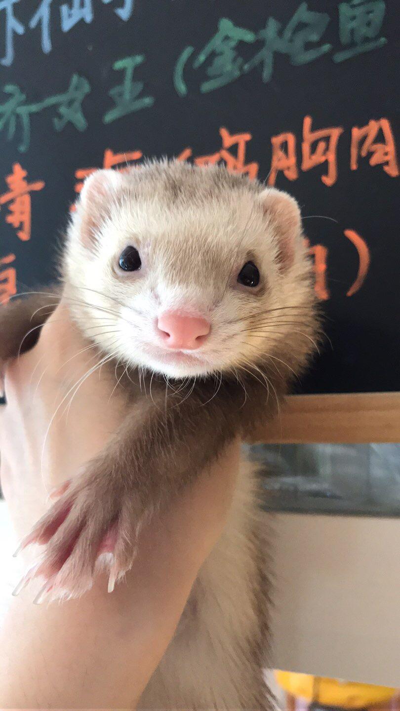 养一只宠物貂的日常是什么