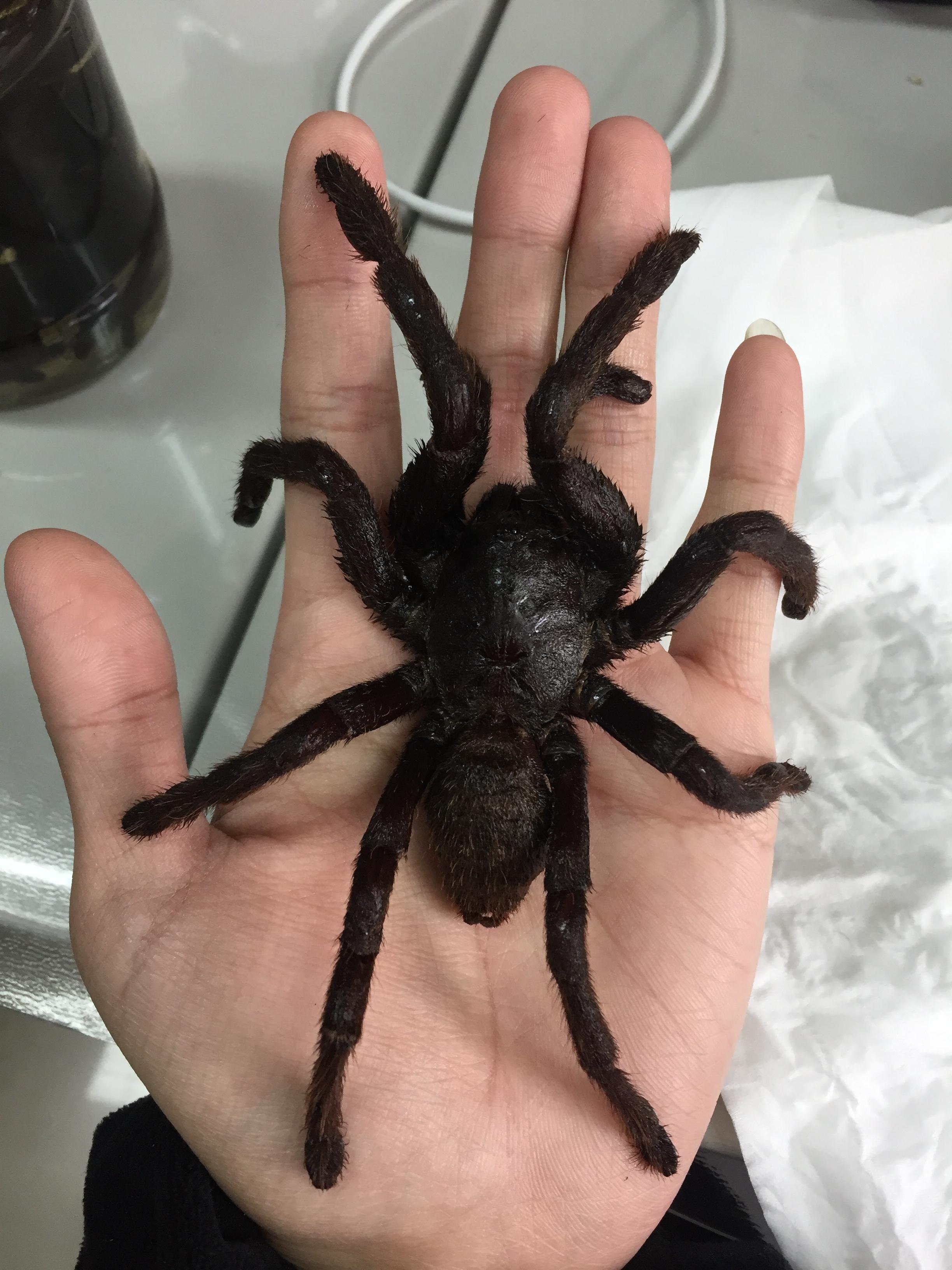 在我们身边的蜘蛛最大能长到多大? - 知乎