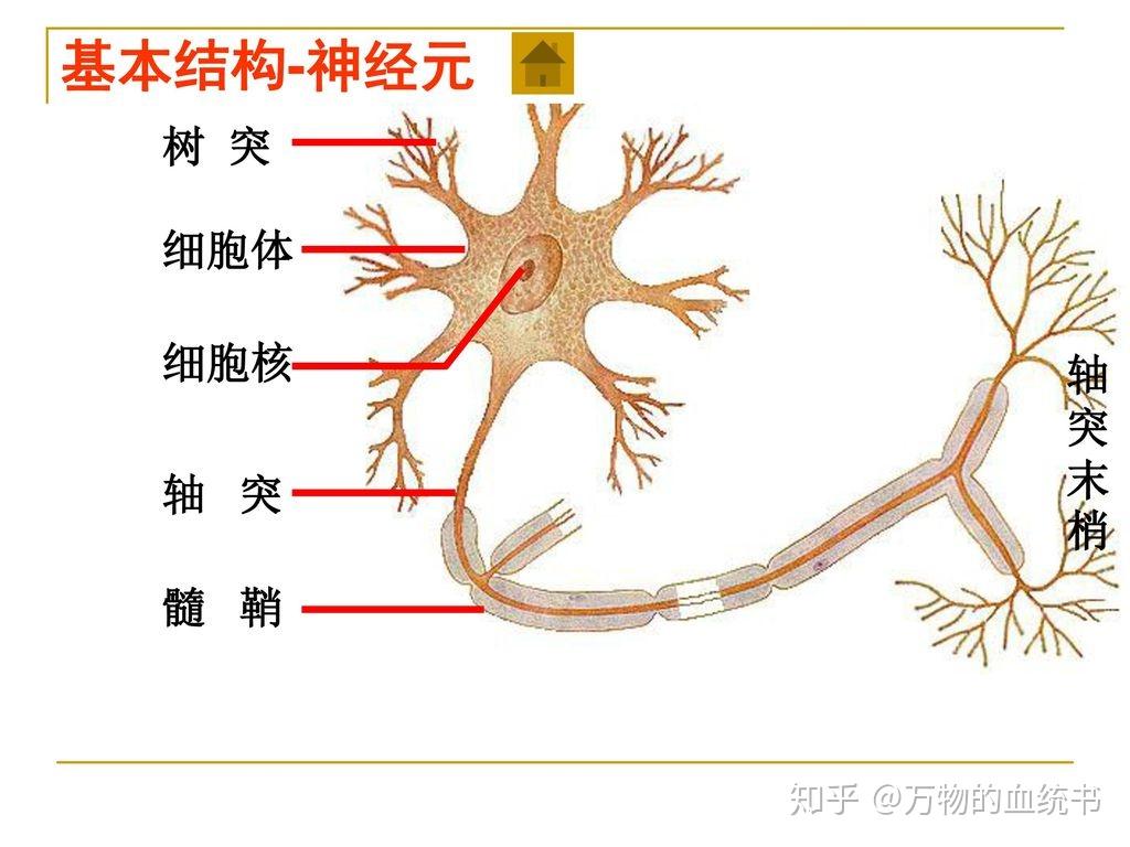 既然神经元的结构非常简单那么为什么不制造几百亿个模拟神经元来模拟
