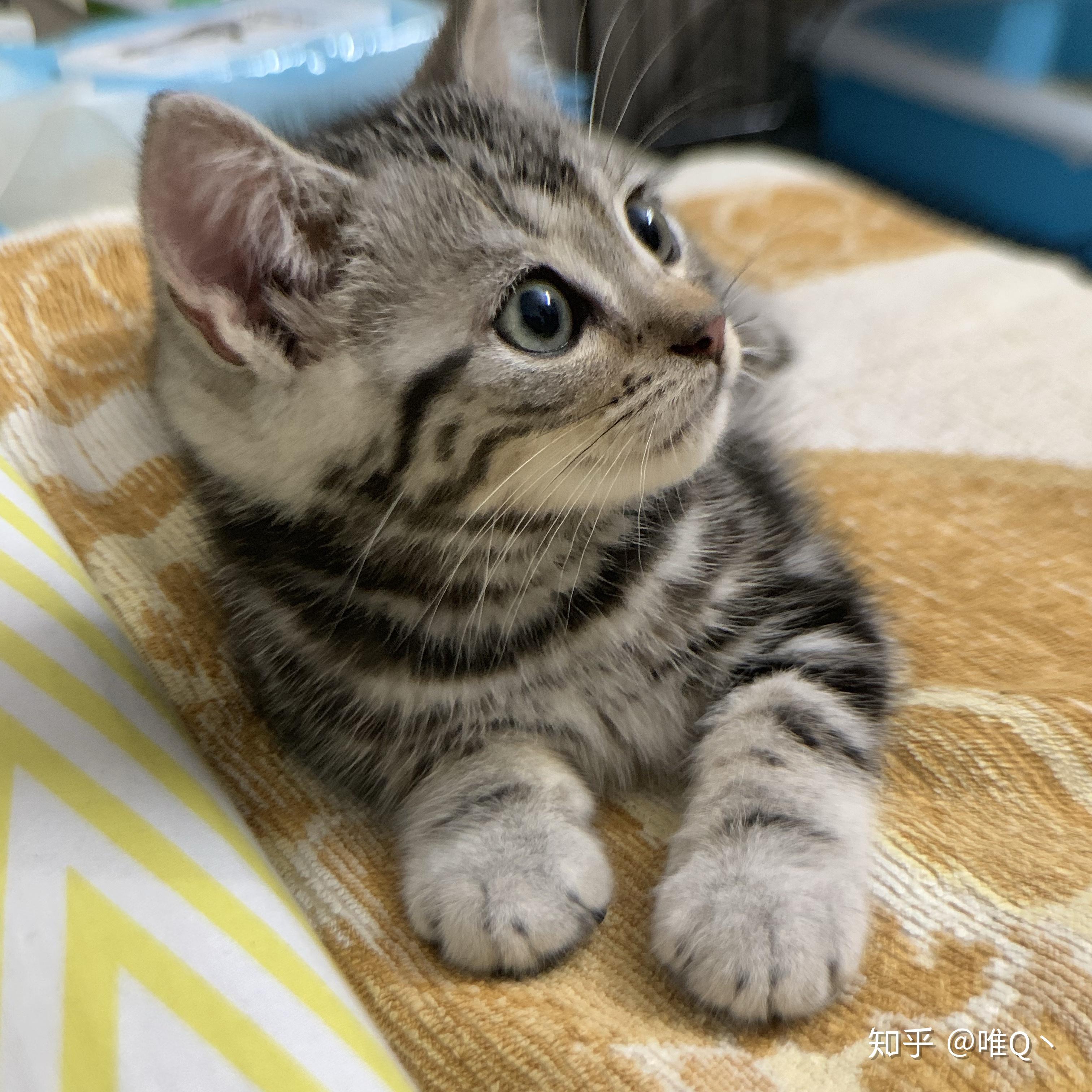 我的猫现在两个半月品种是英短串美短以后发腮会发的比较大吗