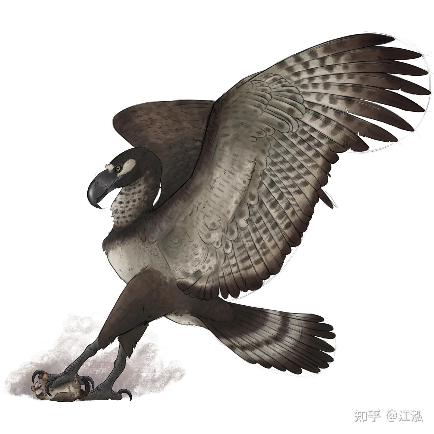 【史前巨鸟】超级猛禽曾统治史前南美洲 - 知乎