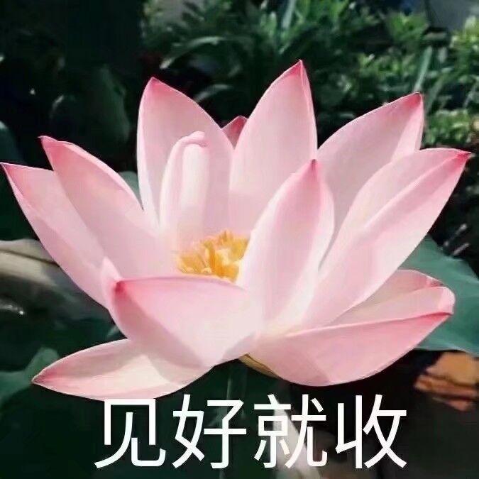 微信头像土气的头像图片