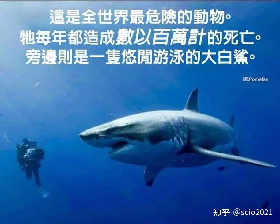 很多直男尤其是二次元对野兽学长昏睡红茶比利海灵顿杰哥不要等梗非常