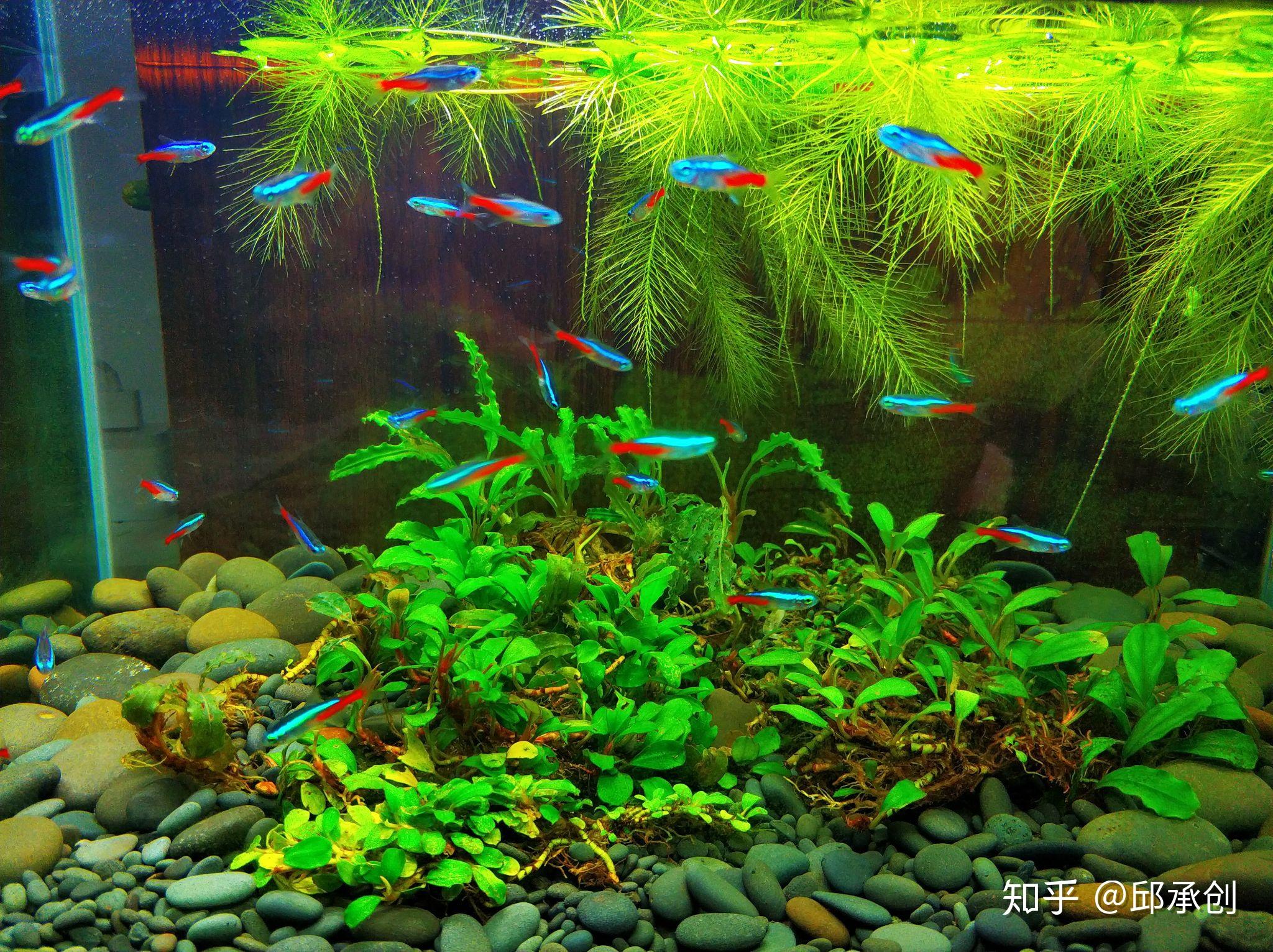 最近想养些红绿灯鱼好养活吗能像孔雀鱼一样繁殖很多吗