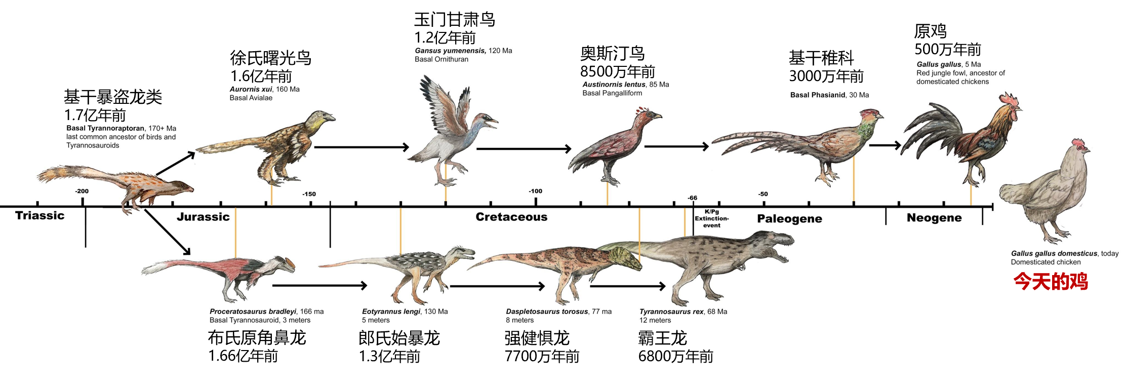 恐龙进化成鸟类过程图片