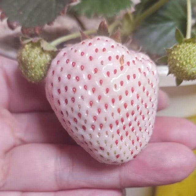 人类见证过生物的进化吗？