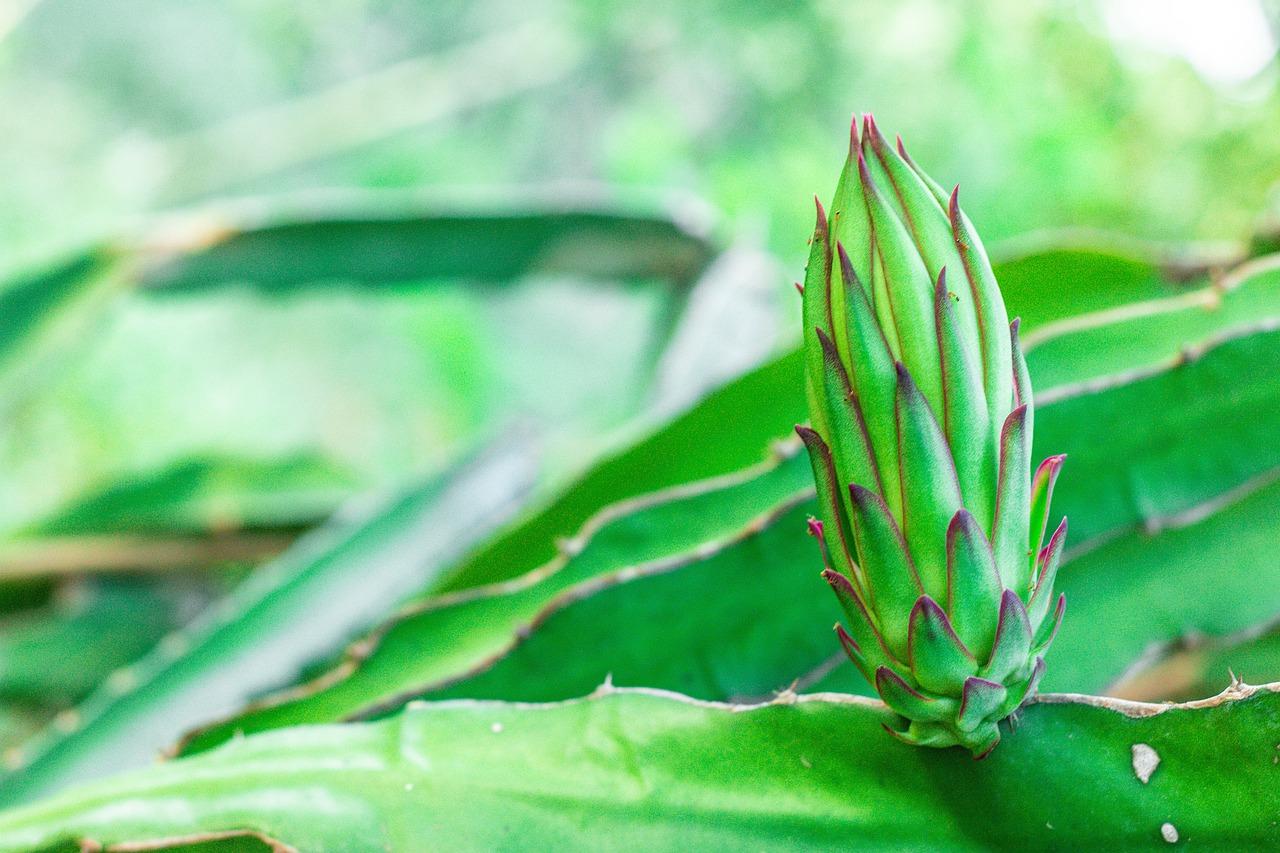 火龙果最佳种植季