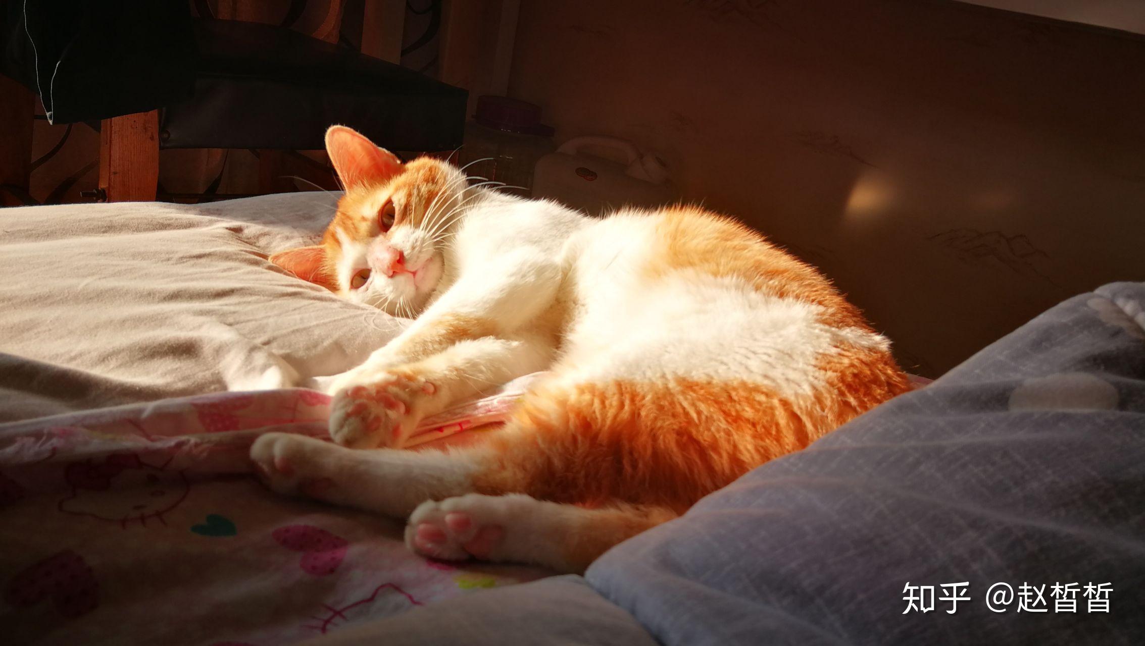 日本网红猫咪猫叔去世你有什么想对猫叔说的