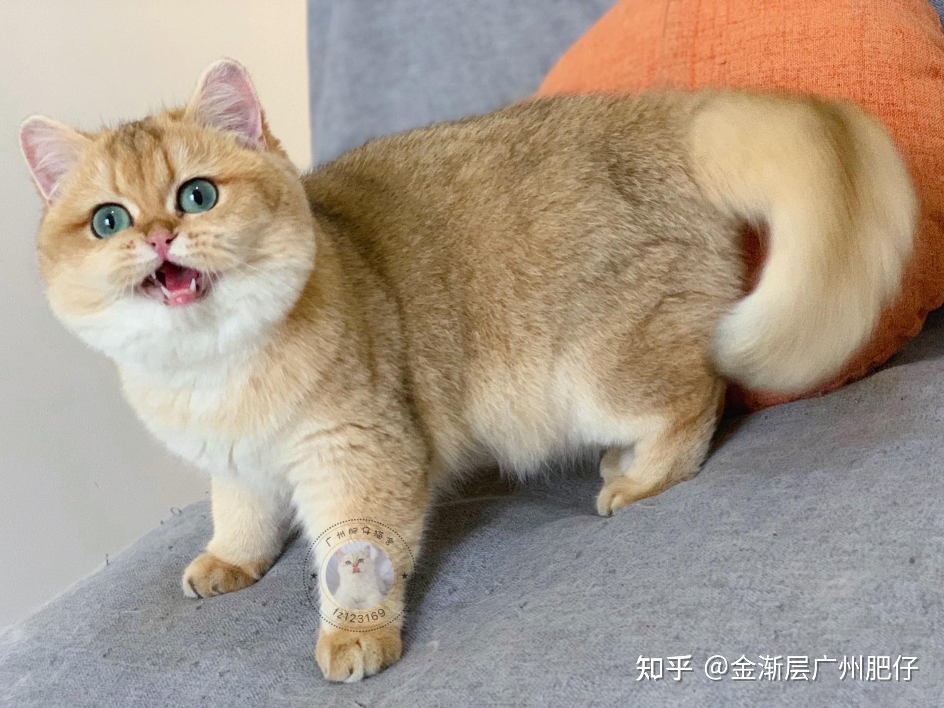 金渐层为什么越养毛越黑