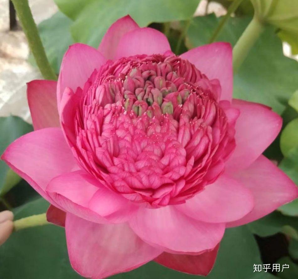 碗莲怎么水培?(水培碗莲种植方法图解)