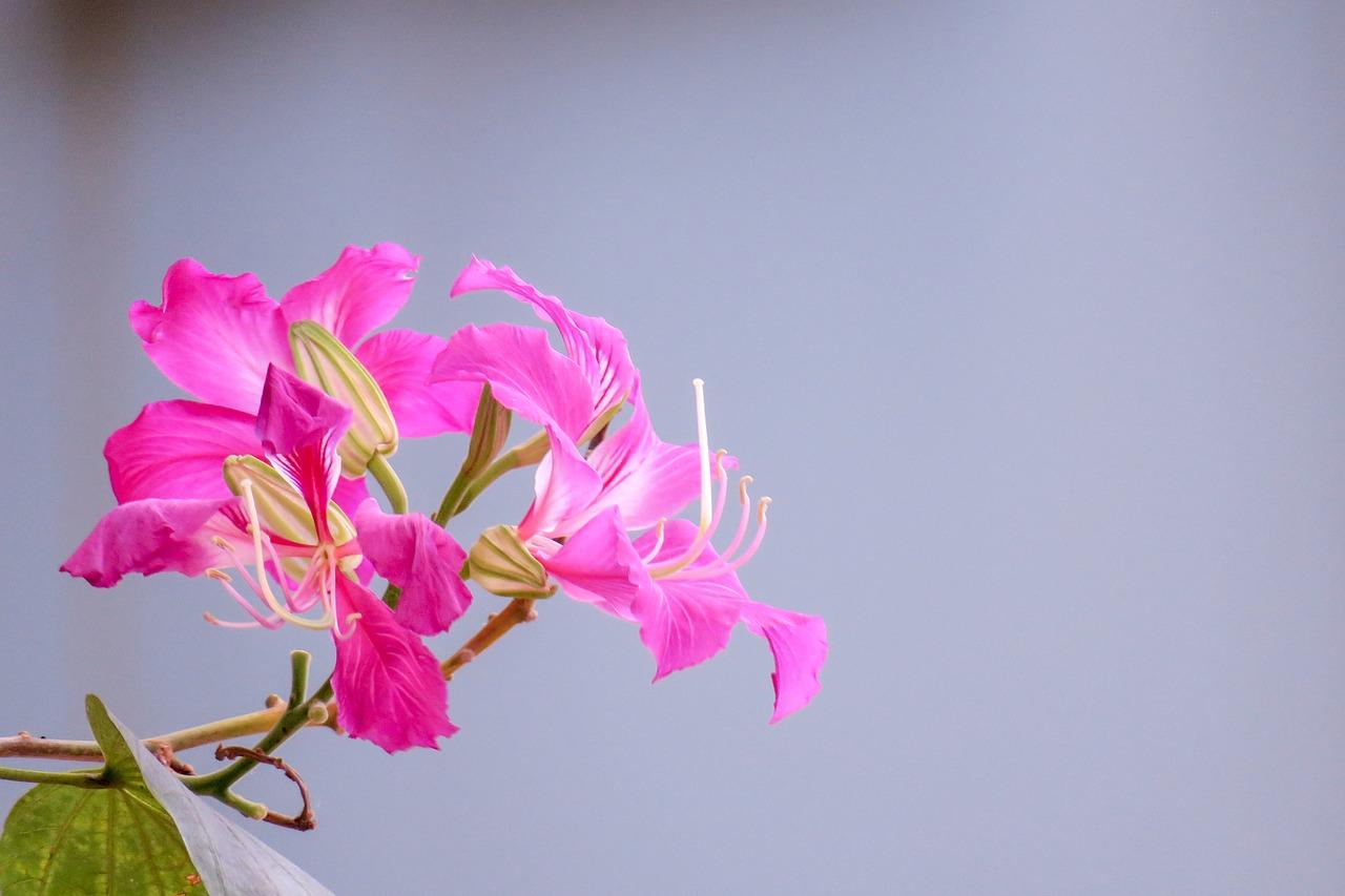 北大锦城交通便捷