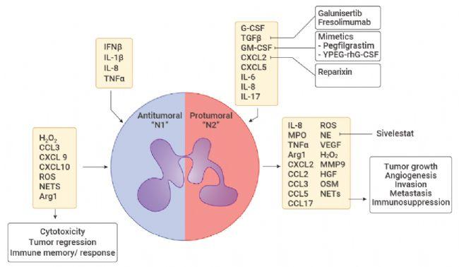 中性粒细胞百分比偏低?