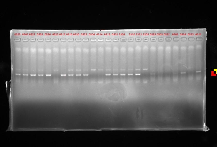 我做的pcr跑完胶完全没条带怎么回事就好像没加dna似的