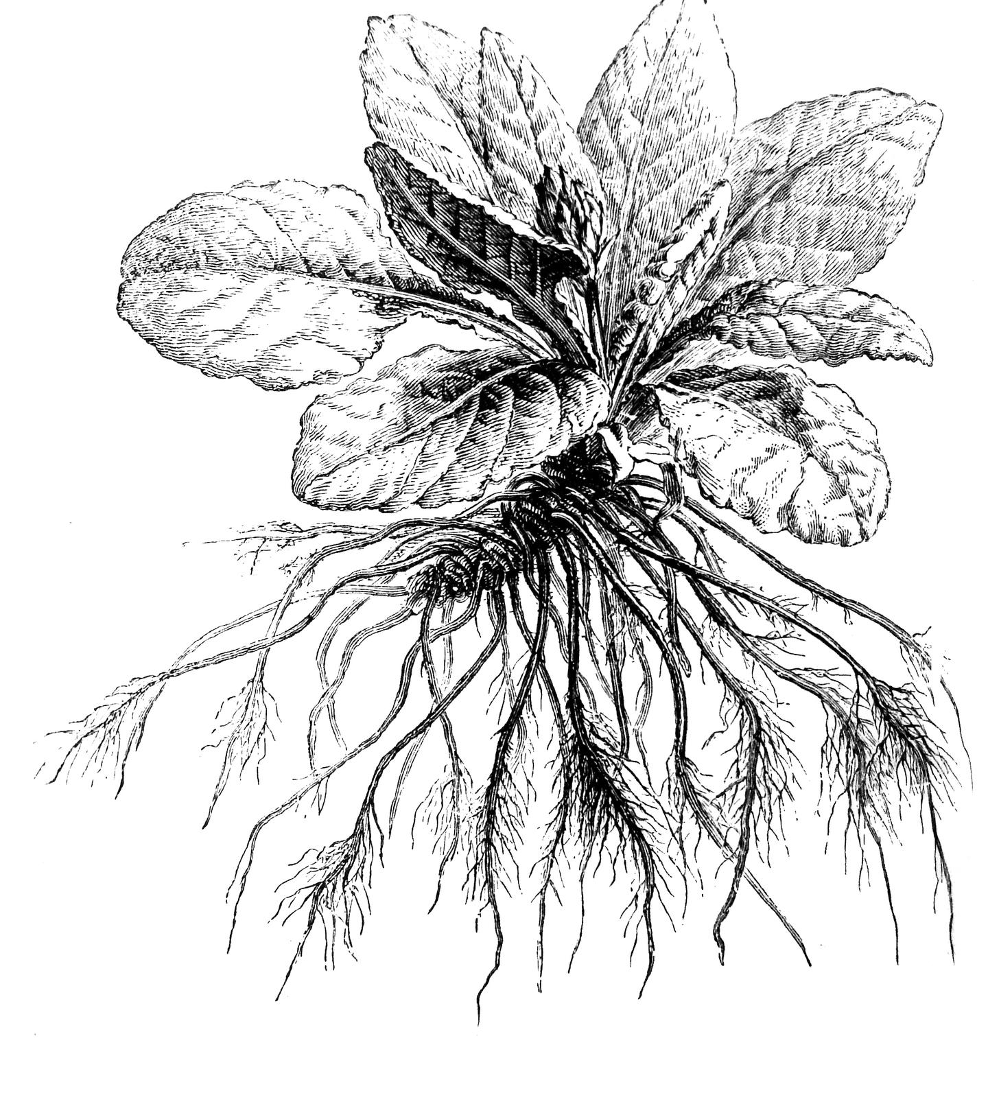 植物科学绘画之根的科学绘画方法 知乎