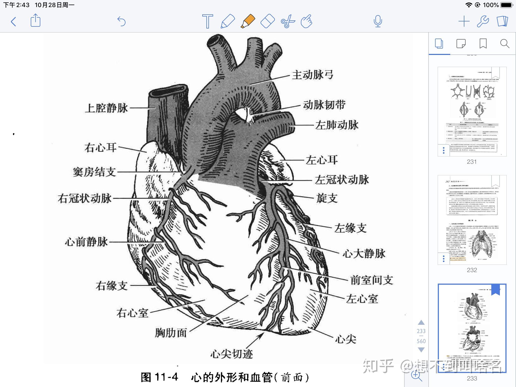 心窝部下面图片