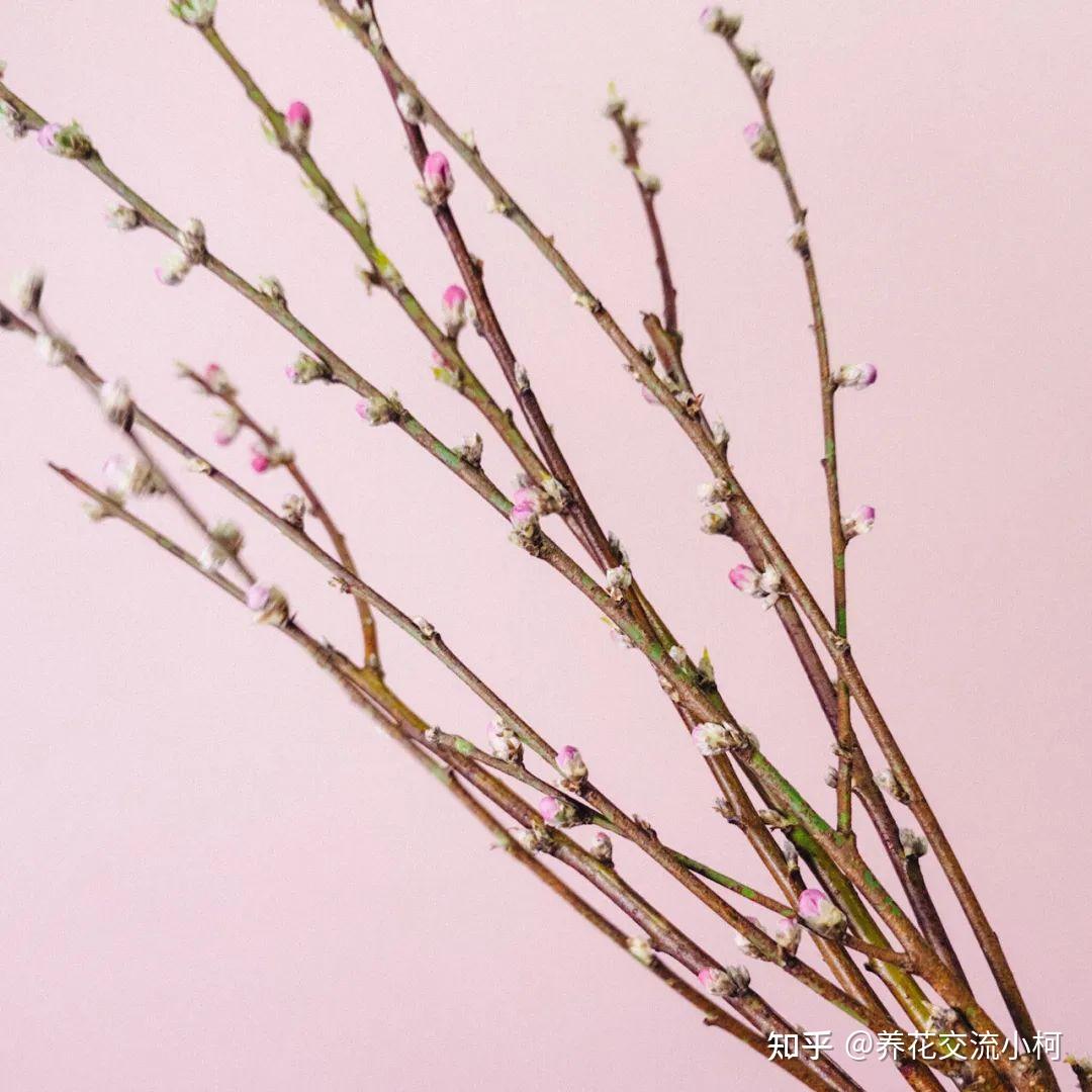 春天桃花鲜切枝养护指南,如何促花并延长花期? - 知乎