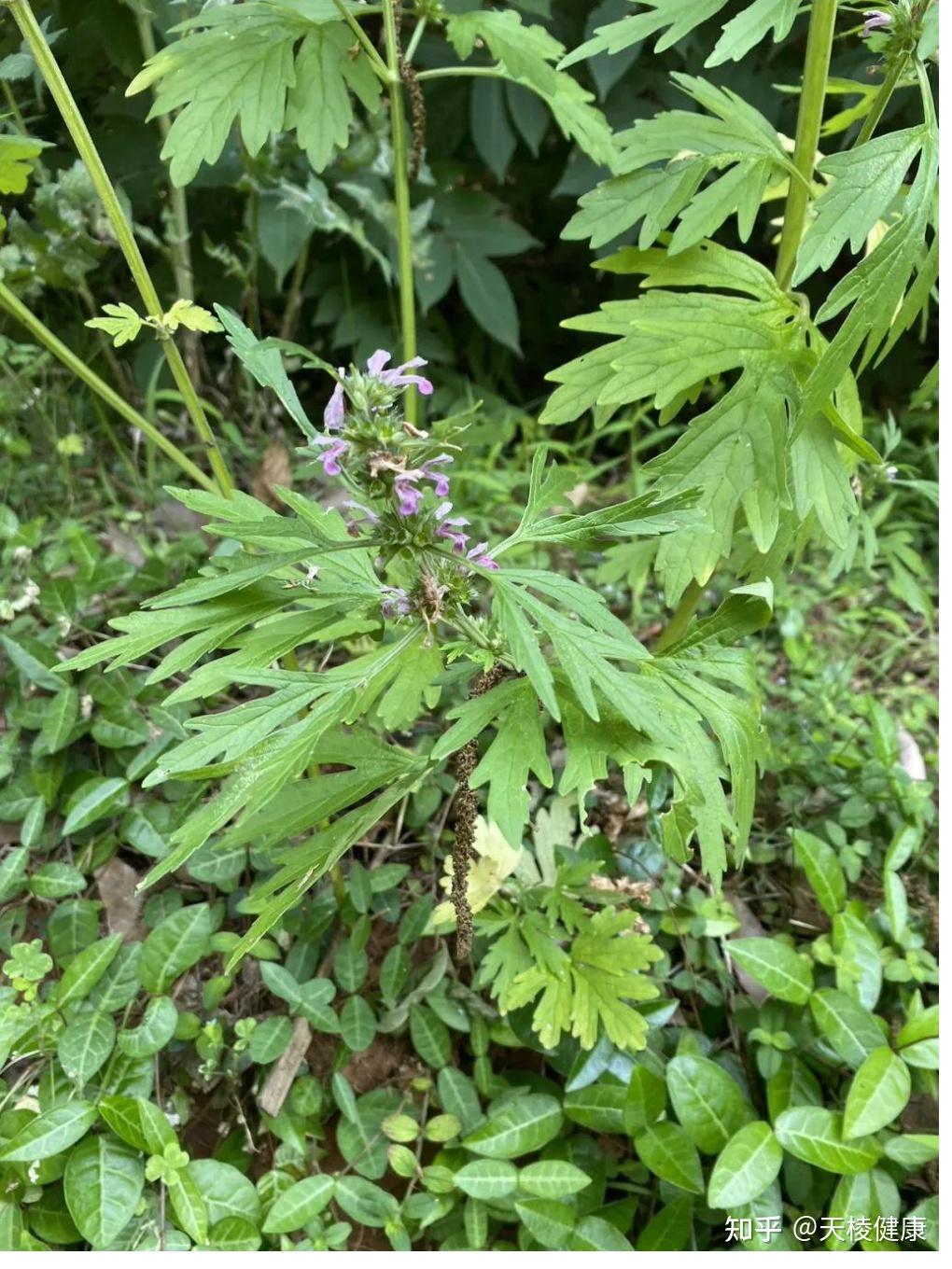 益母草:药食两用的"妇科圣草"