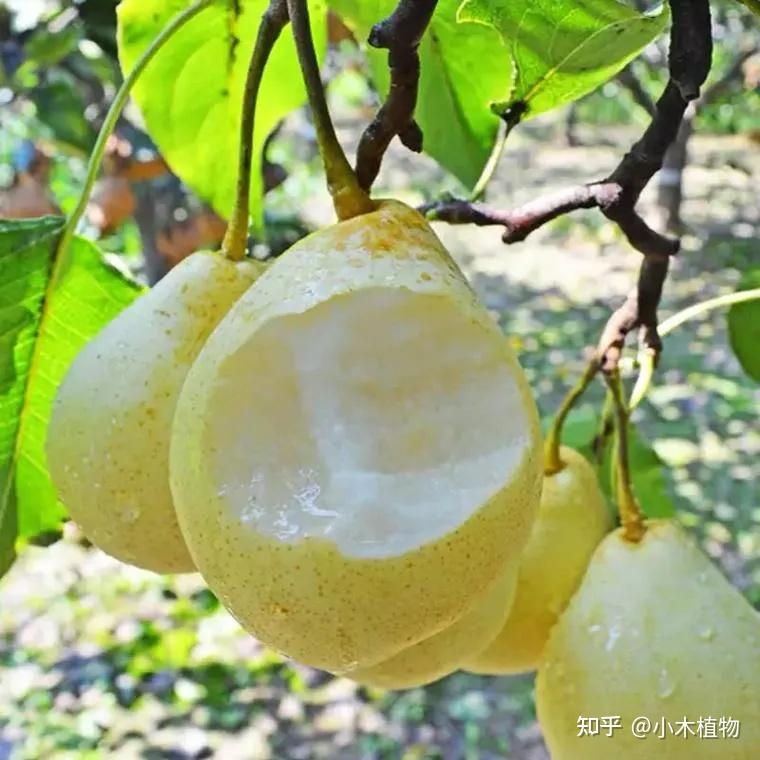 梨的种类统计,了解不同品种,去超市也会挑选了 - 知乎