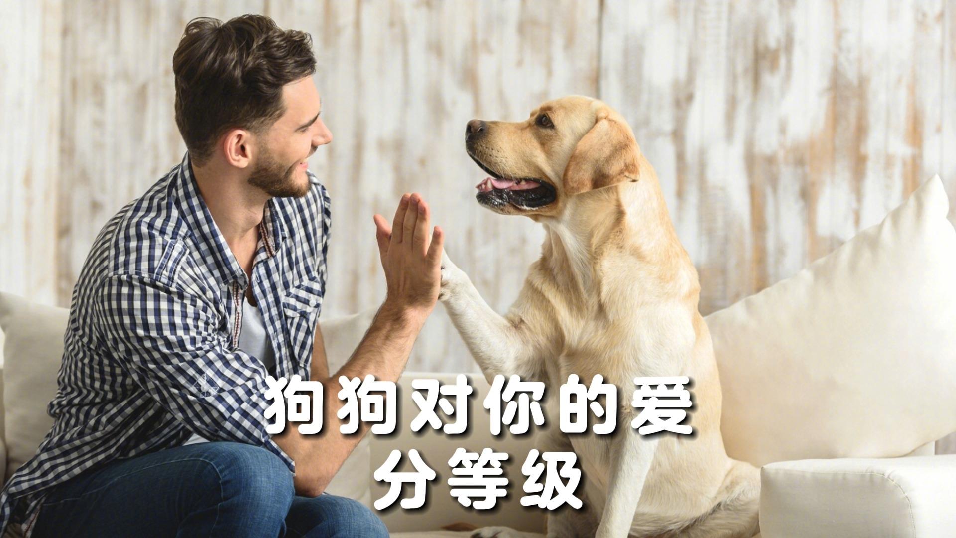 狗狗爱截图相册图片