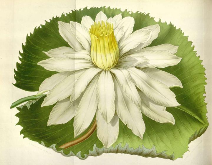 植物科学绘画之花的科学绘画方法- 知乎