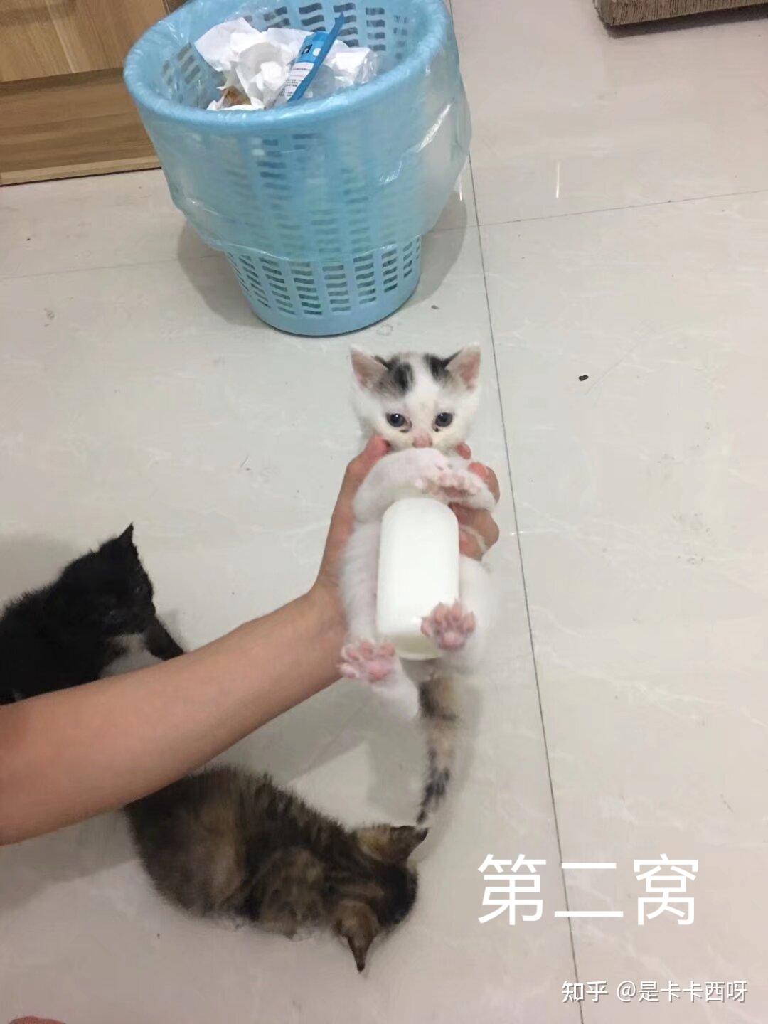 小呀小猫咪知乎图片