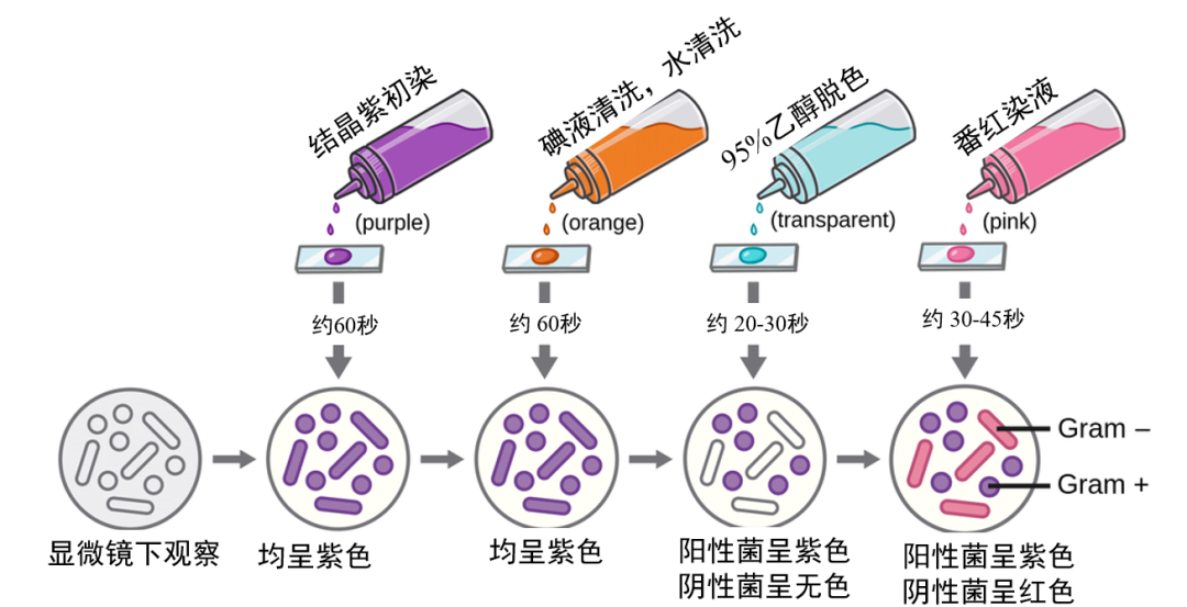 细菌的分类、结构及发展简史 - 知乎