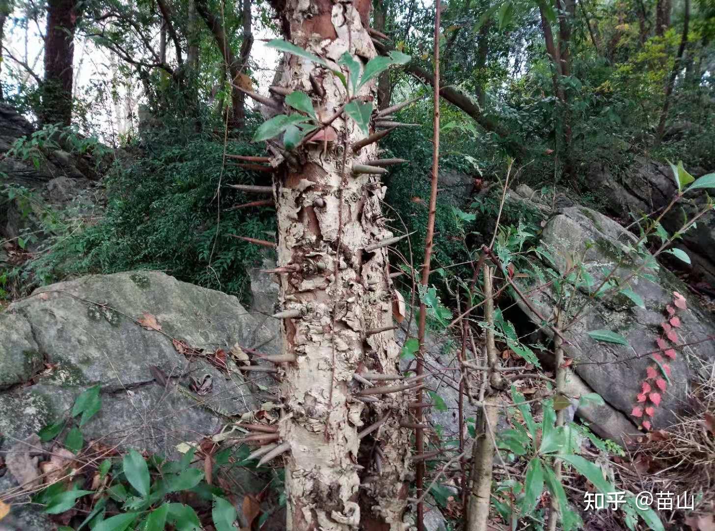 小小树皮能做甚,用它认木靠谱吗? - 知乎