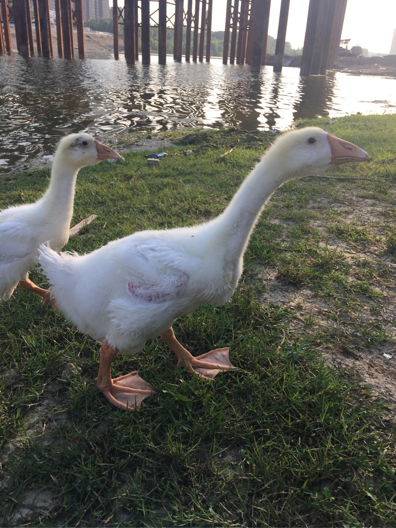 养宠物鹅是种怎样的体验? - 知乎