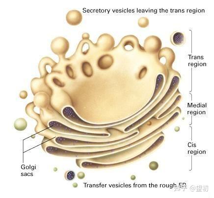 内质网和高尔基体结构有何异同