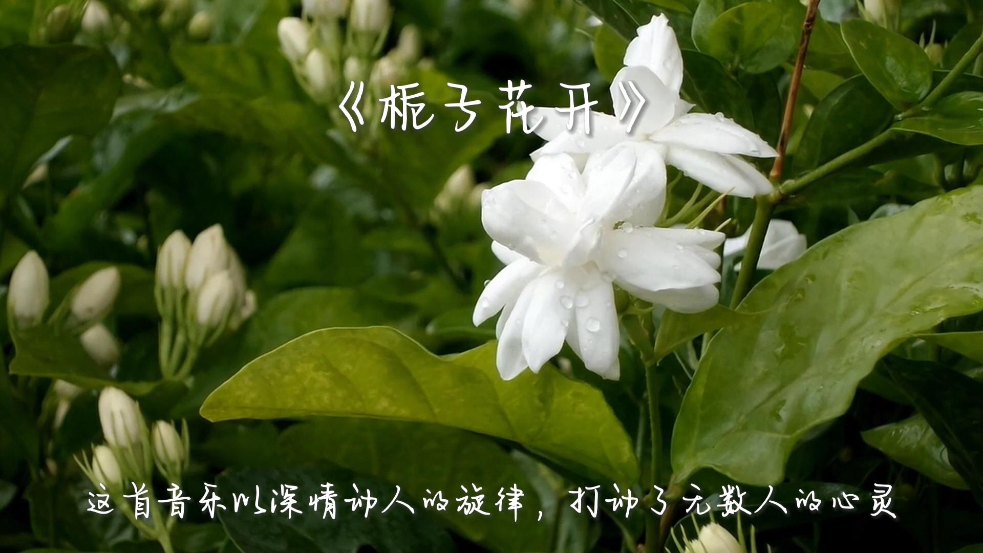 如何评价电影栀子花开