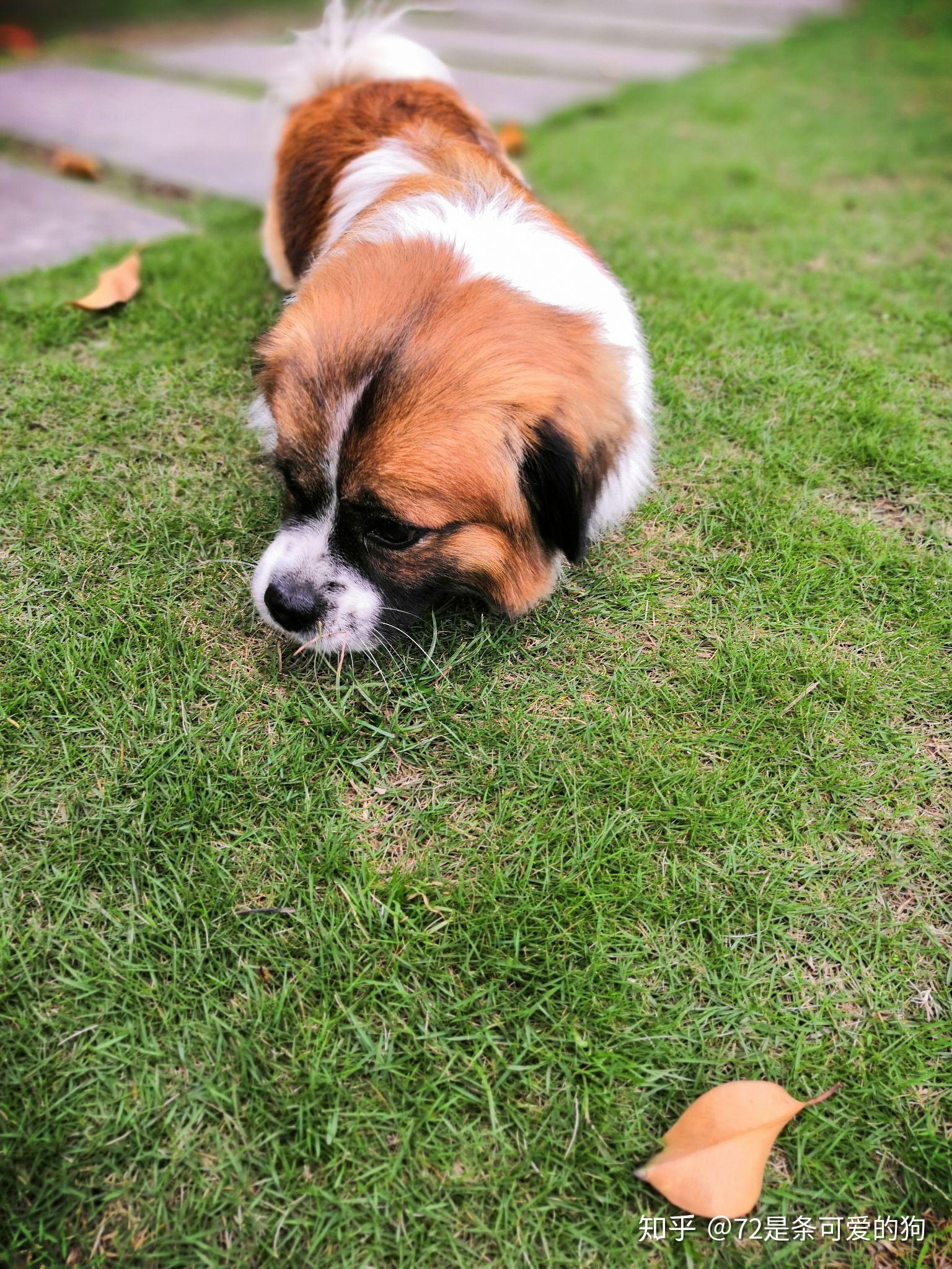 你见过最好看的串串狗是什么样子