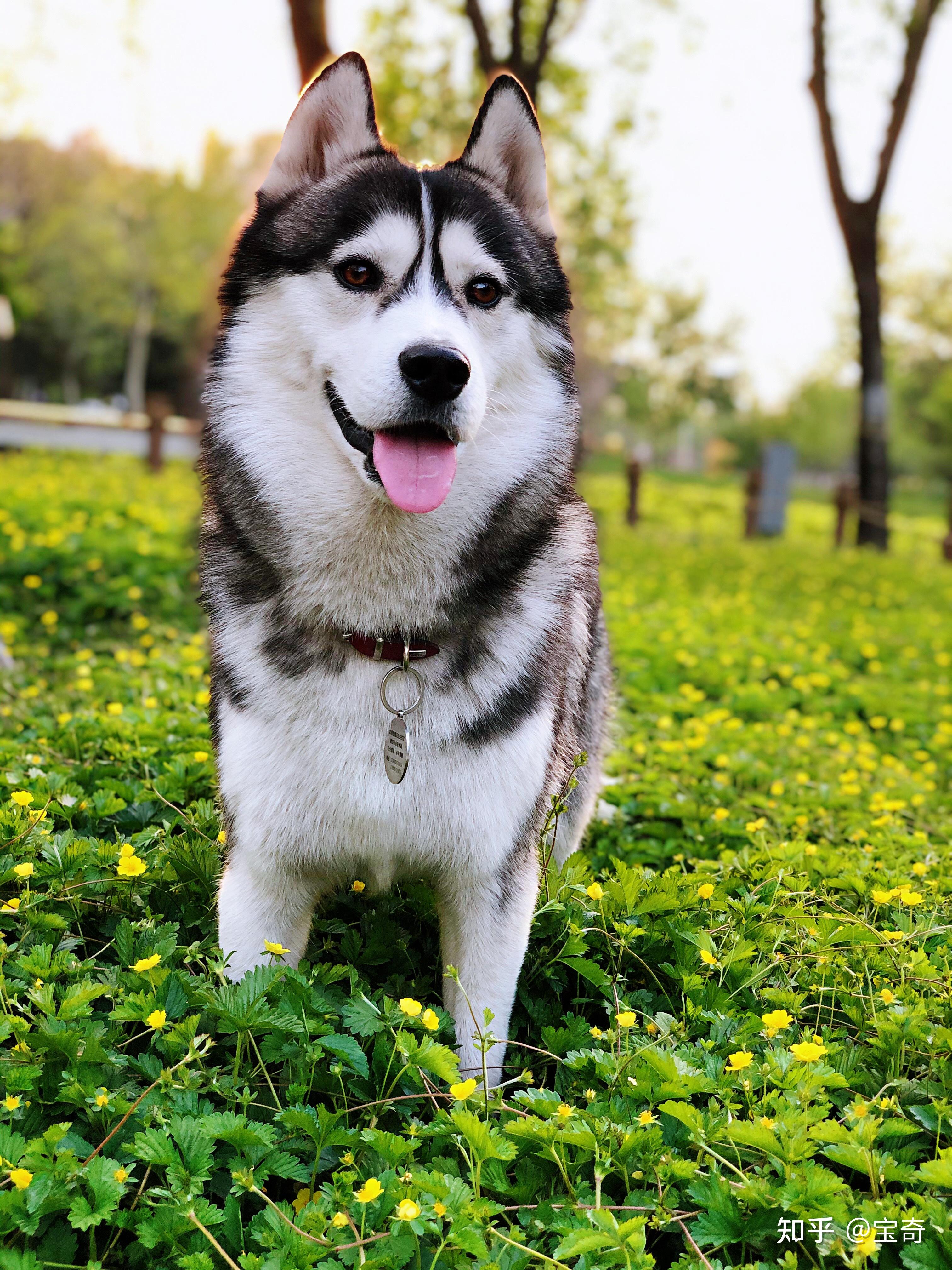 这哈士奇长大是驴脸还是饼脸?