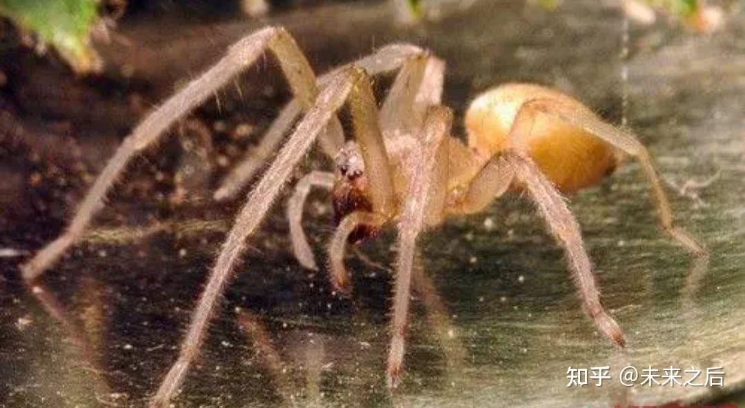 什么蜘蛛褐色,腹部条形,腿上有毛?