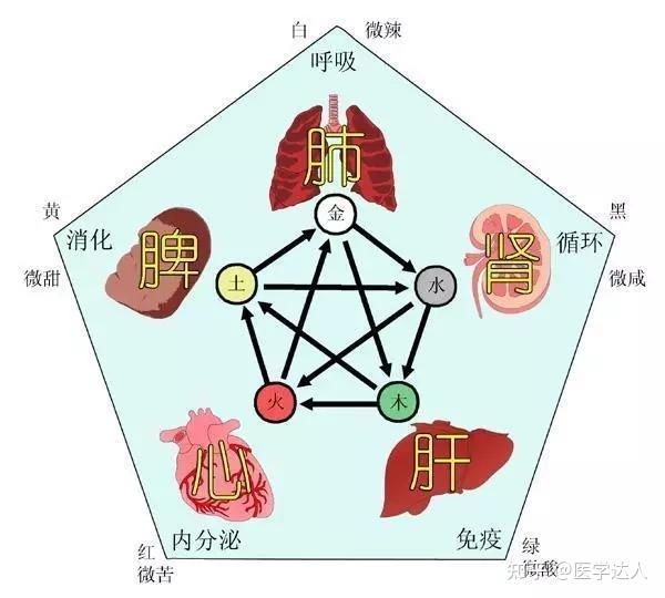 上卷:素问篇 上古天真论 天癸 - 知乎