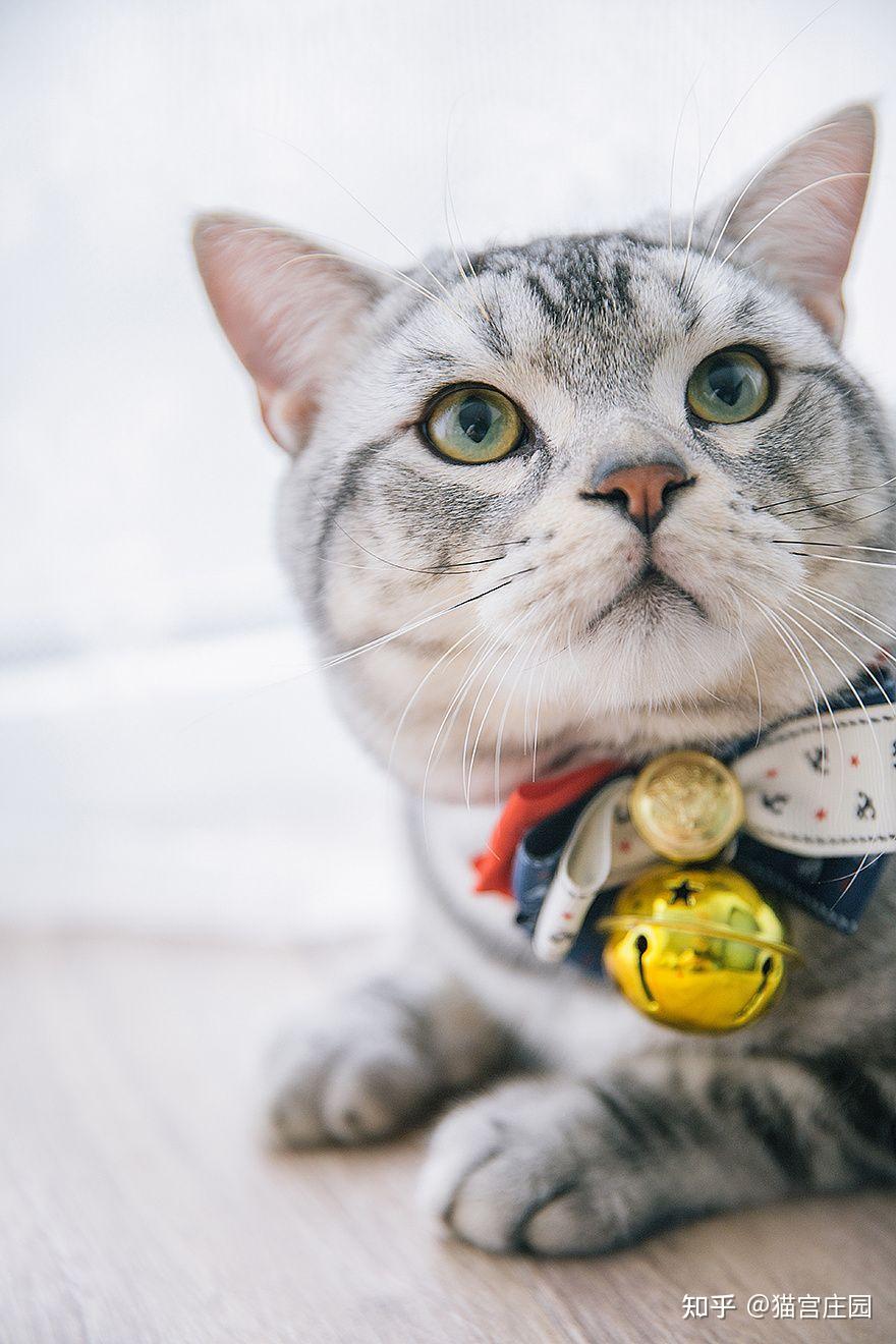 阳光午后，做一只慵懒的猫吧。时间悠悠逝去，享受猫咪一样的慢生活。 - 知乎