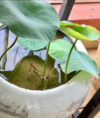 水耕栽培 知乎 水耕栽培 知乎