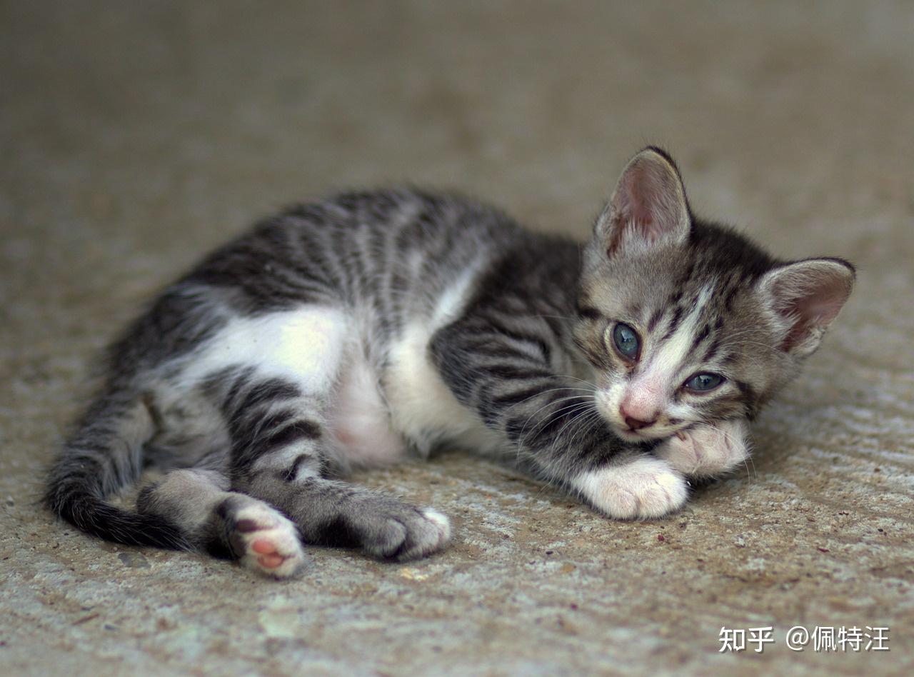 母猫一年能生几次小猫? - 知乎