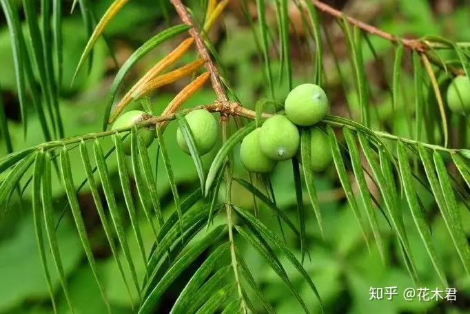 珍稀濒危物种|原产我国的6种特有榧树的辨识区别 - 知乎