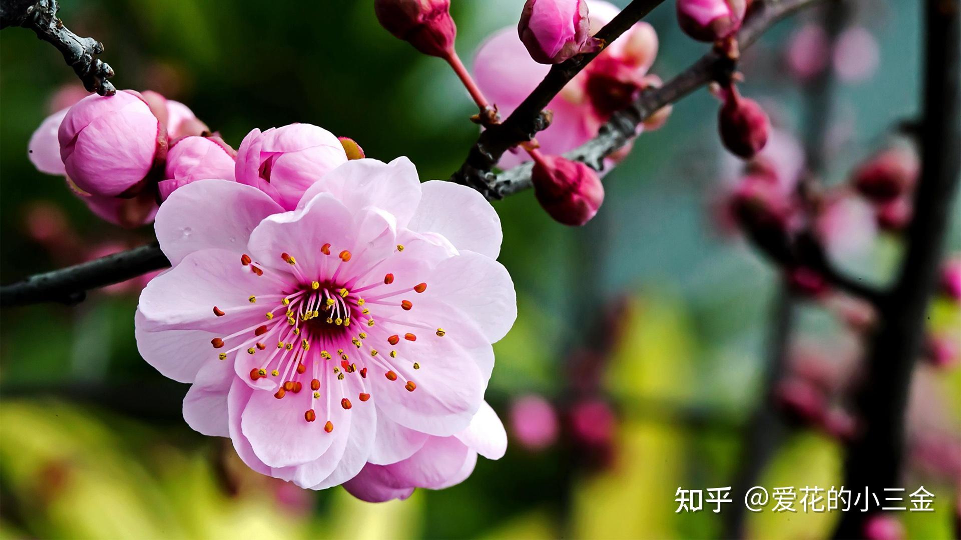 南京市的市花为什么是梅花背后有什么故事吗