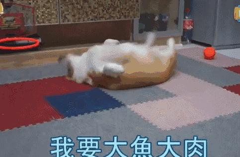 动图封面