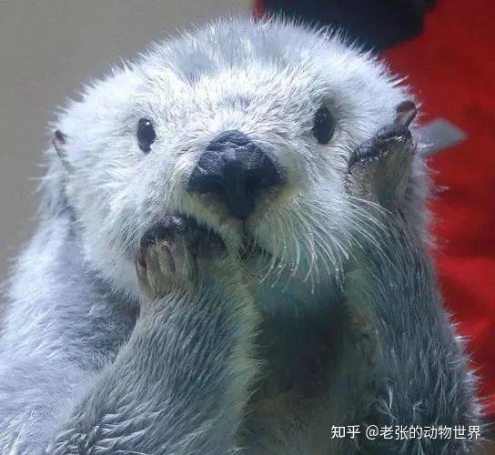 关于海獭你不知道的事 - 知乎