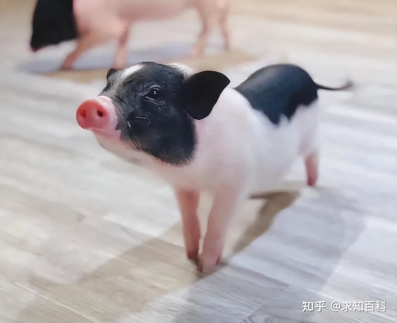 曾经风靡短视频的“香猪”，为何消失了？这些猪都经历了什么？ - 知乎
