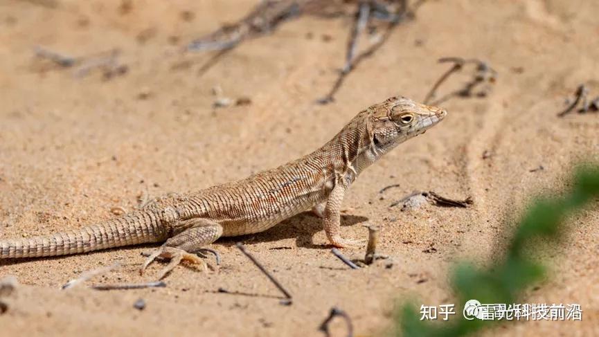 蜥蜴断尾为什么是再生出尾巴而不是尾巴再生出蜥蜴