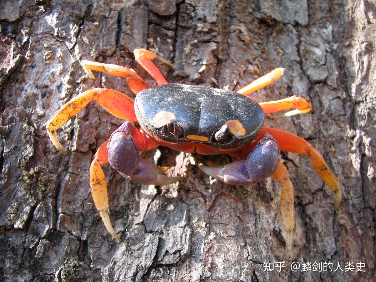 请问束腰蟹这种拉丝物是什么?